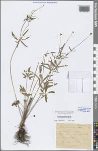 Ranunculus auricomus L., Eastern Europe, Central forest-and-steppe region (E6) (Russia)