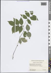 Lathyrus vernus (L.) Bernh., Eastern Europe, Northern region (E1) (Russia)