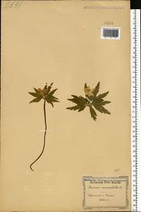 Anemone ranunculoides L., Eastern Europe, South Ukrainian region (E12) (Ukraine)