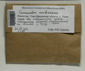 Coscinodon cribrosus (Hedw.) Spruce, Bryophytes, Bryophytes - Middle Asia & Kazakhstan (B16) (Kazakhstan)