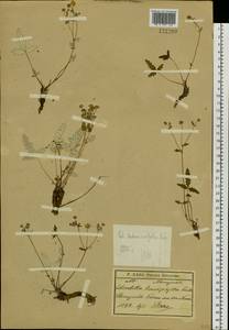 Potentilla betonicifolia Poir., Siberia, Baikal & Transbaikal region (S4) (Russia)