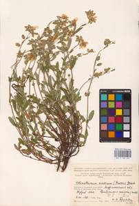 Helianthemum nummularium (L.) Mill., Eastern Europe, Northern region (E1) (Russia)