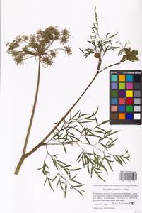 Thysselinum palustre (L.) Hoffm., Eastern Europe, Moscow region (E4a) (Russia)