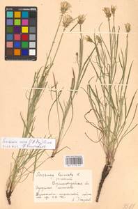 Scorzonera cana (C. A. Mey.) O. Hoffm., Eastern Europe, North Ukrainian region (E11) (Ukraine)