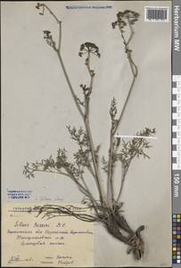 Silaum silaus (L.) Schinz & Thell., Eastern Europe, Central forest-and-steppe region (E6) (Russia)