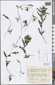 Potamogeton crispus L., Eastern Europe, North Ukrainian region (E11) (Ukraine)