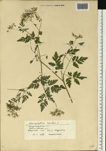 Chaerophyllum temulum L., Eastern Europe, South Ukrainian region (E12) (Ukraine)