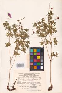 Geranium sanguineum L., Eastern Europe, West Ukrainian region (E13) (Ukraine)