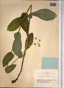 Bupleurum aureum Fisch., Siberia, Altai & Sayany Mountains (S2) (Russia)