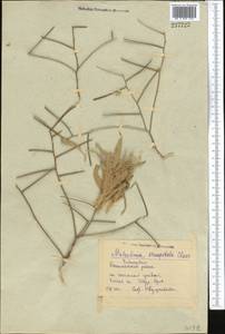 Strigosella africana (L.) Botsch., Middle Asia, Syr-Darian deserts & Kyzylkum (M7) (Uzbekistan)