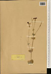 Silene chlorifolia Sm., South Asia, South Asia (Asia outside ex-Soviet states and Mongolia) (ASIA) (Turkey)