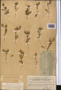 Cousinia tenella Fisch. & C. A. Mey., Middle Asia, Syr-Darian deserts & Kyzylkum (M7) (Kazakhstan)