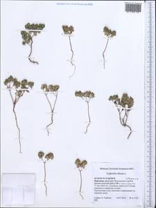 Euphorbia falcata L. , nom. cons., Middle Asia, Western Tian Shan & Karatau (M3) (Kyrgyzstan)