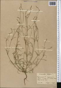 Crucianella filifolia, Middle Asia, Karakum (M6) (Turkmenistan)