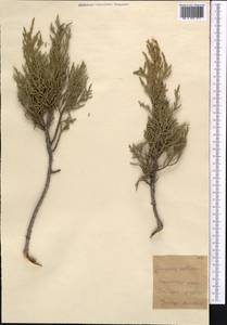 Juniperus semiglobosa Regel, Middle Asia, Western Tian Shan & Karatau (M3) (Kyrgyzstan)