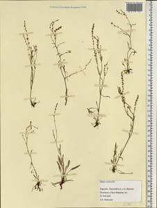 Rumex acetosella L., Eastern Europe, Northern region (E1) (Russia)