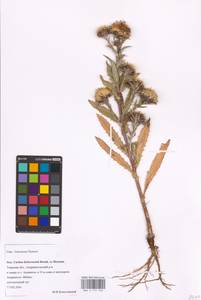 Carlina biebersteinii Bernh. ex Hornem., Eastern Europe, North-Western region (E2) (Russia)