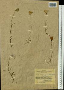 Campanula rotundifolia L., Siberia, Western Siberia (S1) (Russia)