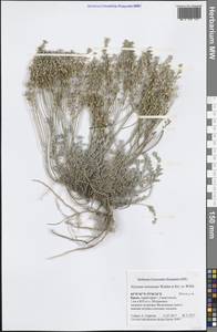 Odontarrhena tortuosa subsp. tortuosa, Crimea (KRYM) (Russia)
