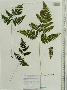Gymnocarpium robertianum (Hoffm.) Newman, Eastern Europe, Northern region (E1) (Russia)