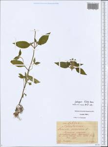 Galeopsis bifida Boenn., Siberia, Altai & Sayany Mountains (S2) (Russia)