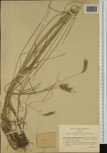 Hordeum secalinum Schreb., Western Europe (EUR) (Italy)