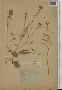 Raphanus raphanistrum subsp. landra (Moretti ex DC.) Bonnier & Layens, Western Europe (EUR) (Germany)
