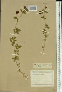 Trifolium aureum Pollich, Siberia, Western Siberia (S1) (Russia)