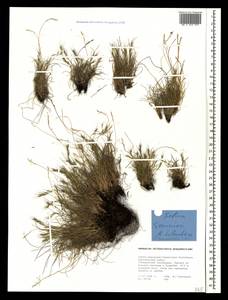 Festuca sommieri Litard., Caucasus, Stavropol Krai, Karachay-Cherkessia & Kabardino-Balkaria (K1b) (Russia)