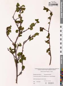 Betula ermanii var. lanata Regel, Siberia, Chukotka & Kamchatka (S7) (Russia)