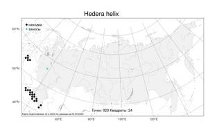 Hedera helix L., Atlas of the Russian Flora (FLORUS) (Russia)