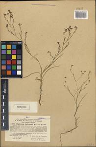 Bupleurum andronakii, South Asia, South Asia (Asia outside ex-Soviet states and Mongolia) (ASIA) (Turkey)