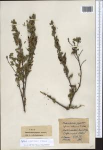 Chamaecytisus ruthenicus (Fisch. ex Woł.) Klásk., Eastern Europe, North Ukrainian region (E11) (Ukraine)