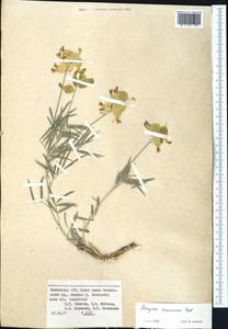 Astragalus krauseanus Regel, Middle Asia, Western Tian Shan & Karatau (M3) (Kyrgyzstan)