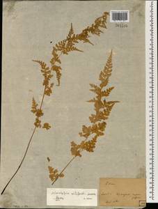 Sitobolium wilfordii (T. Moore) L. A. Triana & Sundue, South Asia, South Asia (Asia outside ex-Soviet states and Mongolia) (ASIA) (Japan)