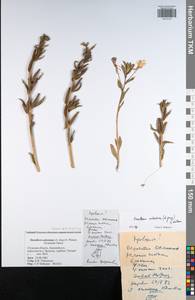 Oenothera oakesiana (A. Gray) S. Watson, Eastern Europe, Central region (E4) (Russia)
