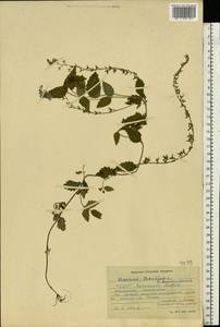 Veronica teucrium L., Eastern Europe, South Ukrainian region (E12) (Ukraine)