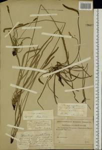 Plantago maritima L., Eastern Europe, Lower Volga region (E9) (Russia)