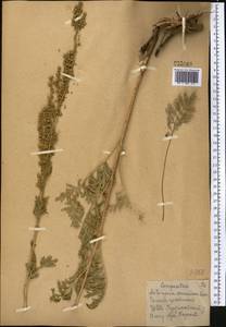 Artemisia armeniaca Lam., Middle Asia, Northern & Central Kazakhstan (M10) (Kazakhstan)