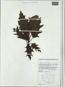 Quercus rubra L., Western Europe (EUR) (Poland)