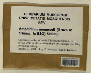 Amphidium mougeotii (Bruch & Schimp.) Schimp., Bryophytes, Bryophytes - North Caucasus & Ciscaucasia (B12) (Russia)