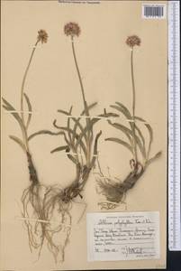 Allium carolinianum Redouté, Middle Asia, Western Tian Shan & Karatau (M3) (Kazakhstan)