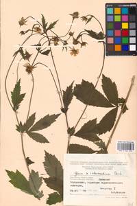 Geum × intermedium Ehrh., Eastern Europe, Moscow region (E4a) (Russia)