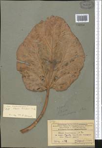Rheum lucidum Losinsk., Middle Asia, Pamir & Pamiro-Alai (M2) (Tajikistan)