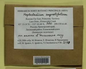 Haplocladium angustifolium (Hampe & Müll. Hal.) Broth., Bryophytes, Bryophytes - Russian Far East (excl. Chukotka & Kamchatka) (B20) (Russia)