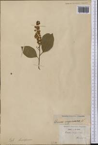 Prunus virginiana L., America (AMER) (Not classified)