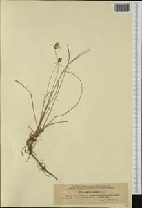Sesleria coerulans Friv., Western Europe (EUR) (Romania)