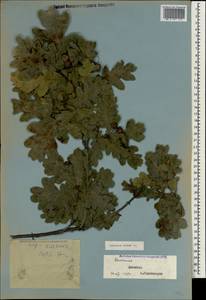 Quercus robur L., Caucasus, Dagestan (K2) (Russia)