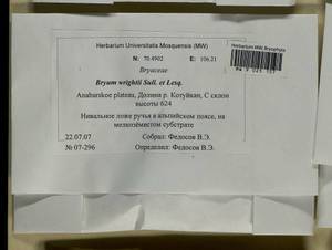 Ptychostomum wrightii (Sull. & Lesq.) J.R. Spence, Bryophytes, Bryophytes - Krasnoyarsk Krai, Tyva & Khakassia (B17) (Russia)
