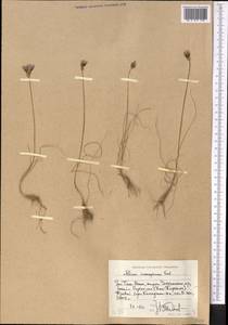 Allium inconspicuum Vved., Middle Asia, Western Tian Shan & Karatau (M3) (Uzbekistan)